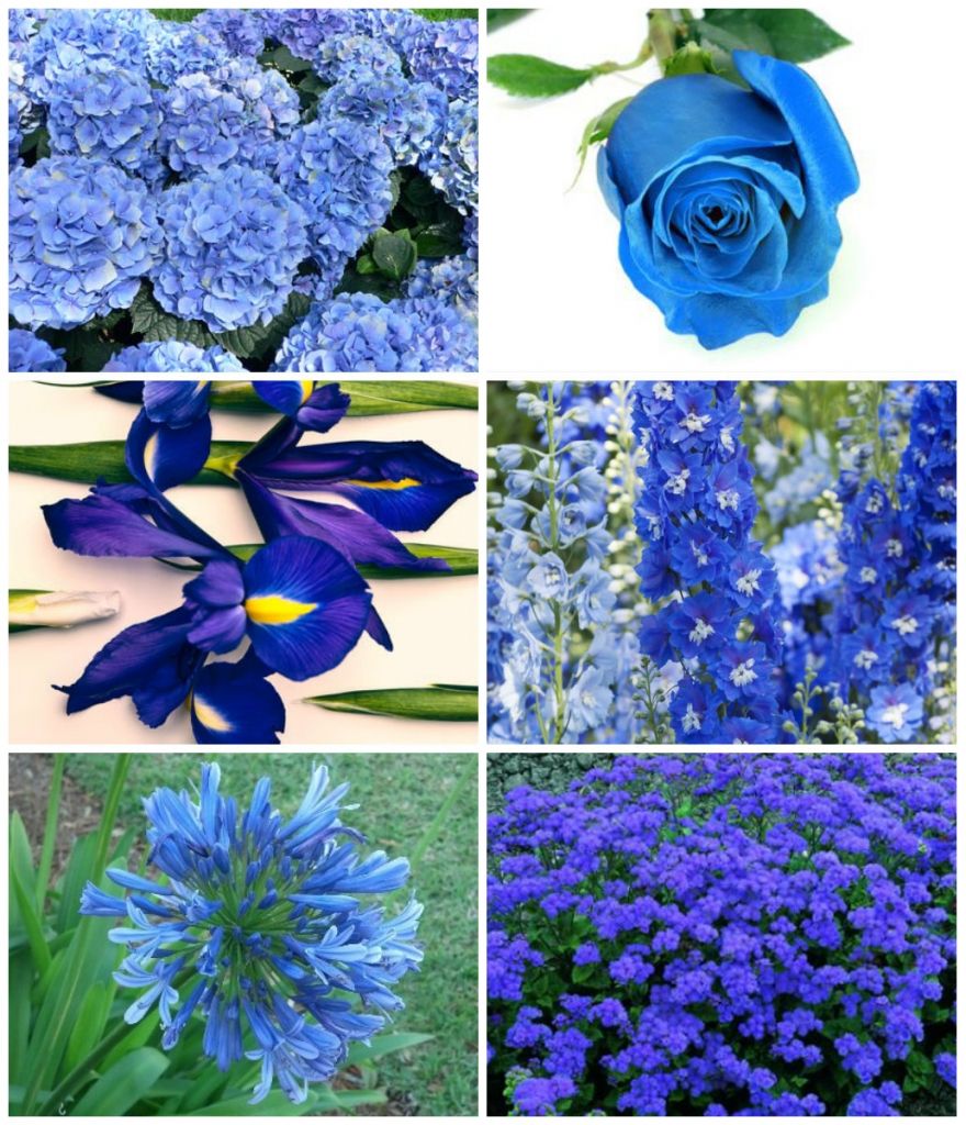 Tipos de flores azuis 