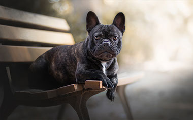 bulldog francês sentado no banco