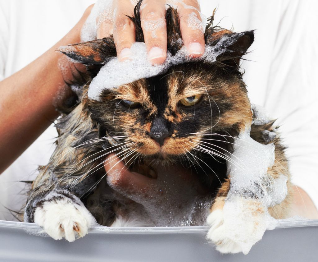 banho em gato