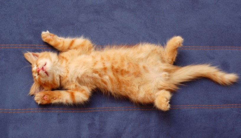 gato deitado de barriga para cima