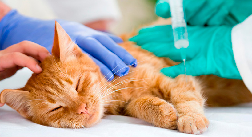 gato recebendo vacina