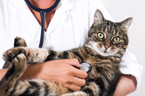 gato sendo consultado por veterinário
