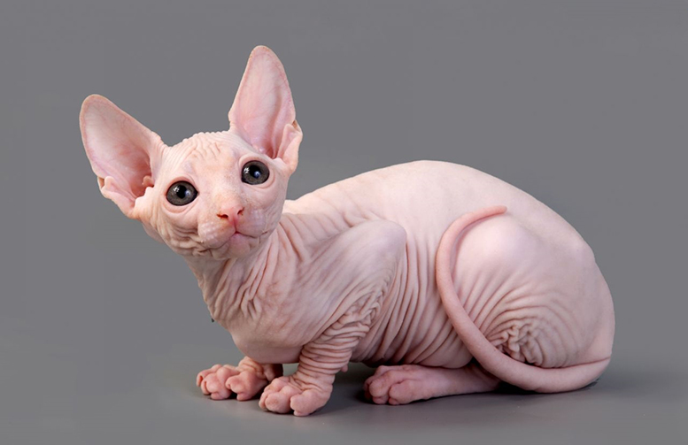 O gato Sphynx é uma raça curiosa que nasce sem pelos.
