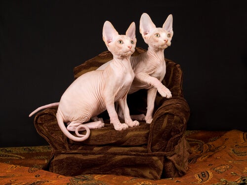 Gatos Sphyxs nascem sem pelo devido a uma mutação de genes.