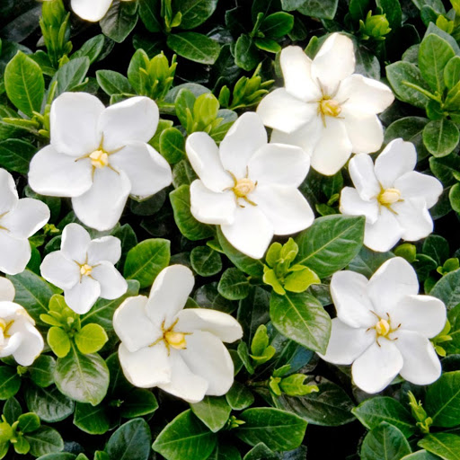 Gardênia - Características da flor, Significado e Como cultivar