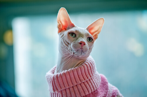 É importante manter o seu Gato Sphynx aquecido durante o inverno.