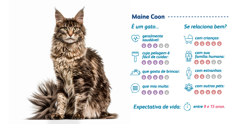 Maine Coon características