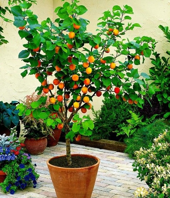 árvore frutífera em vaso no quintal