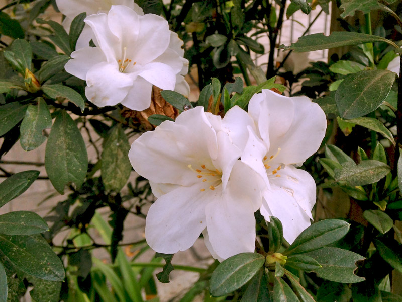 azaleias brancas