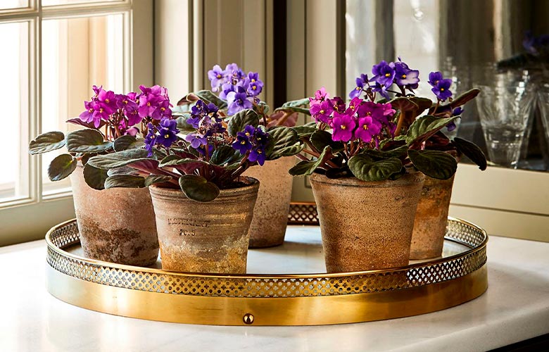 Como plantar e cuidar de violetas: dicas simples para a violeta florir e deixar o seu jardim mais belo
