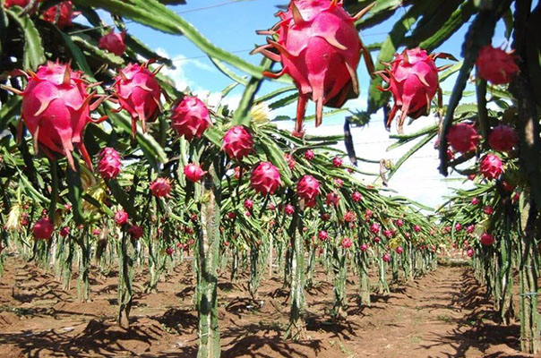 plantação de pitaya
