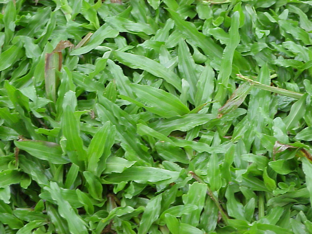 grama curitibana