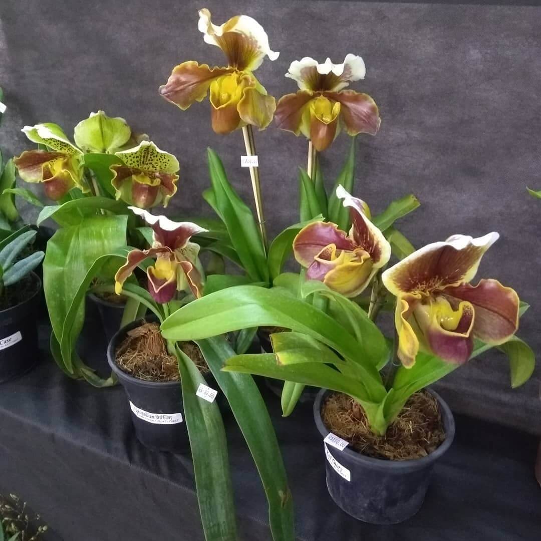 Tipos de Orquídea: Conheça as Variedades e Significados