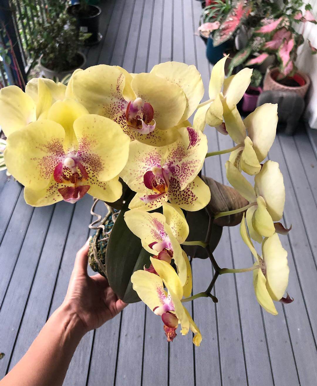 Orquídeas: Significados e Como Cultivar