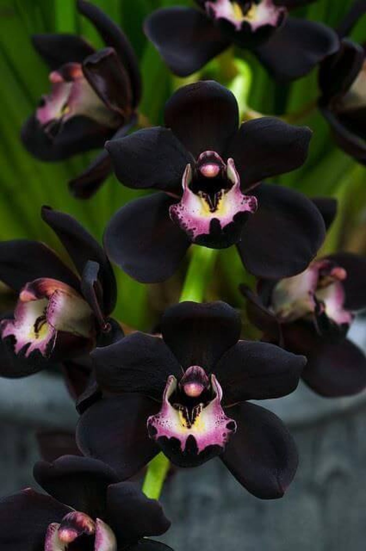 Orquídeas: Significados e Como Cultivar - HomeIT