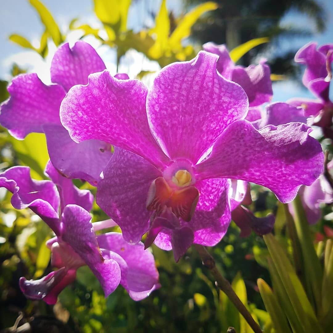 Orquídeas: Significados e Como Cultivar