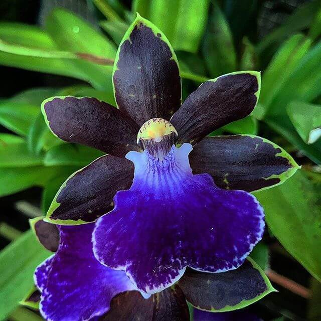 Como Cultivar Orquídeas: Melhores dicas!