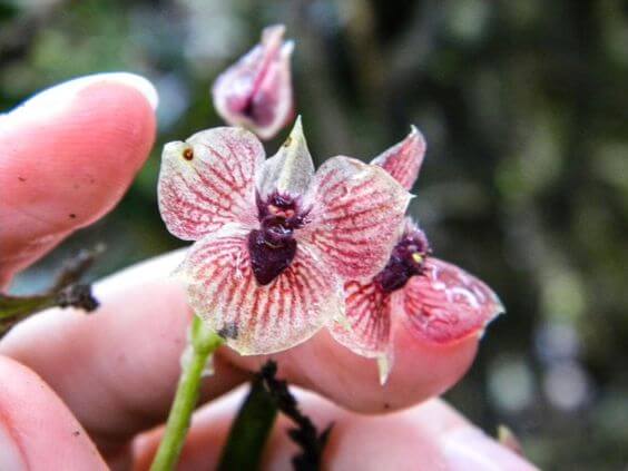 Orquídeas Raras: Quais são e Cuidados Necessários