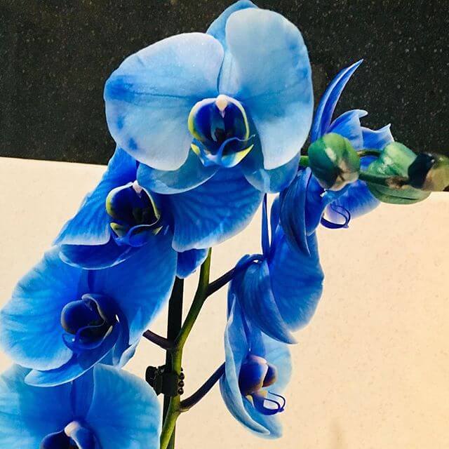 Orquídea Azul: Como Cultivar e Usar na Decoração