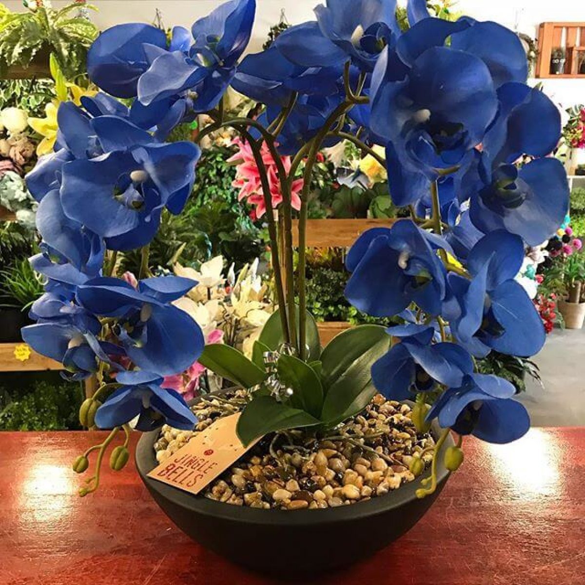 Orquídea Azul: Como Cultivar e Usar na Decoração - HomeIT