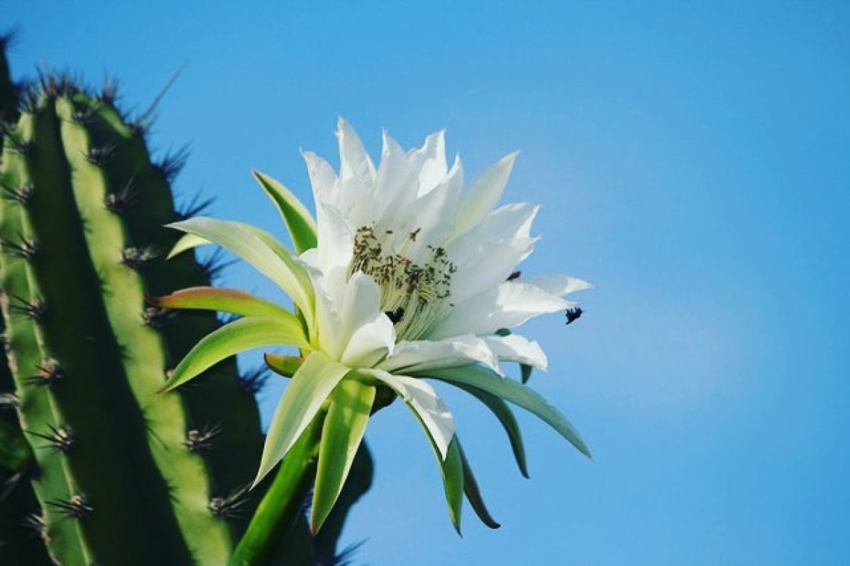 Azaleia (Flor) – Cuidados e Como Cultivar (Ambiente Interno e Externo)