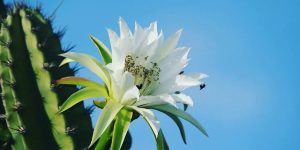 azaleia branca flor