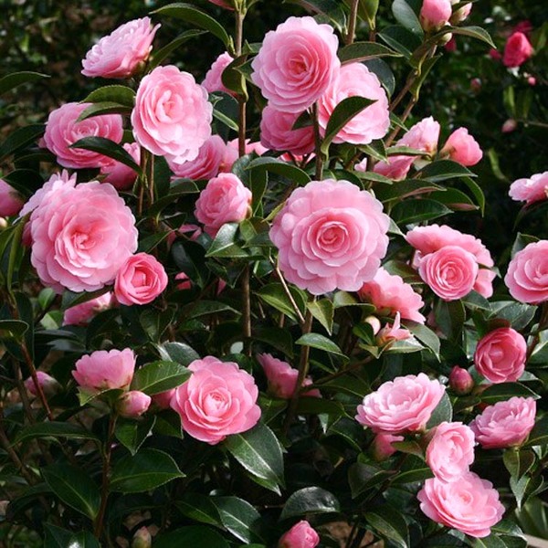 camélias rosas em jardim