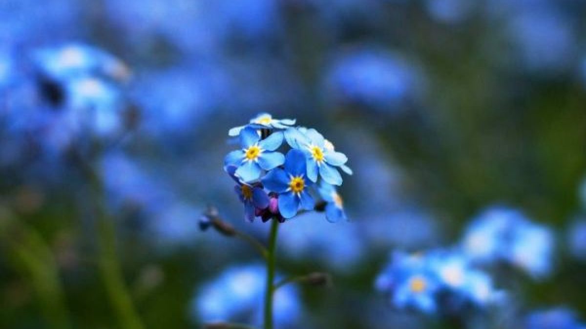 Flor azul - Os 5 tipos de flor azul mais lindas para plantar em casa