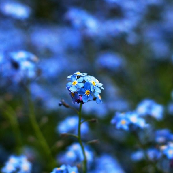 Flor azul - Os 5 tipos de flor azul mais lindas para plantar em casa