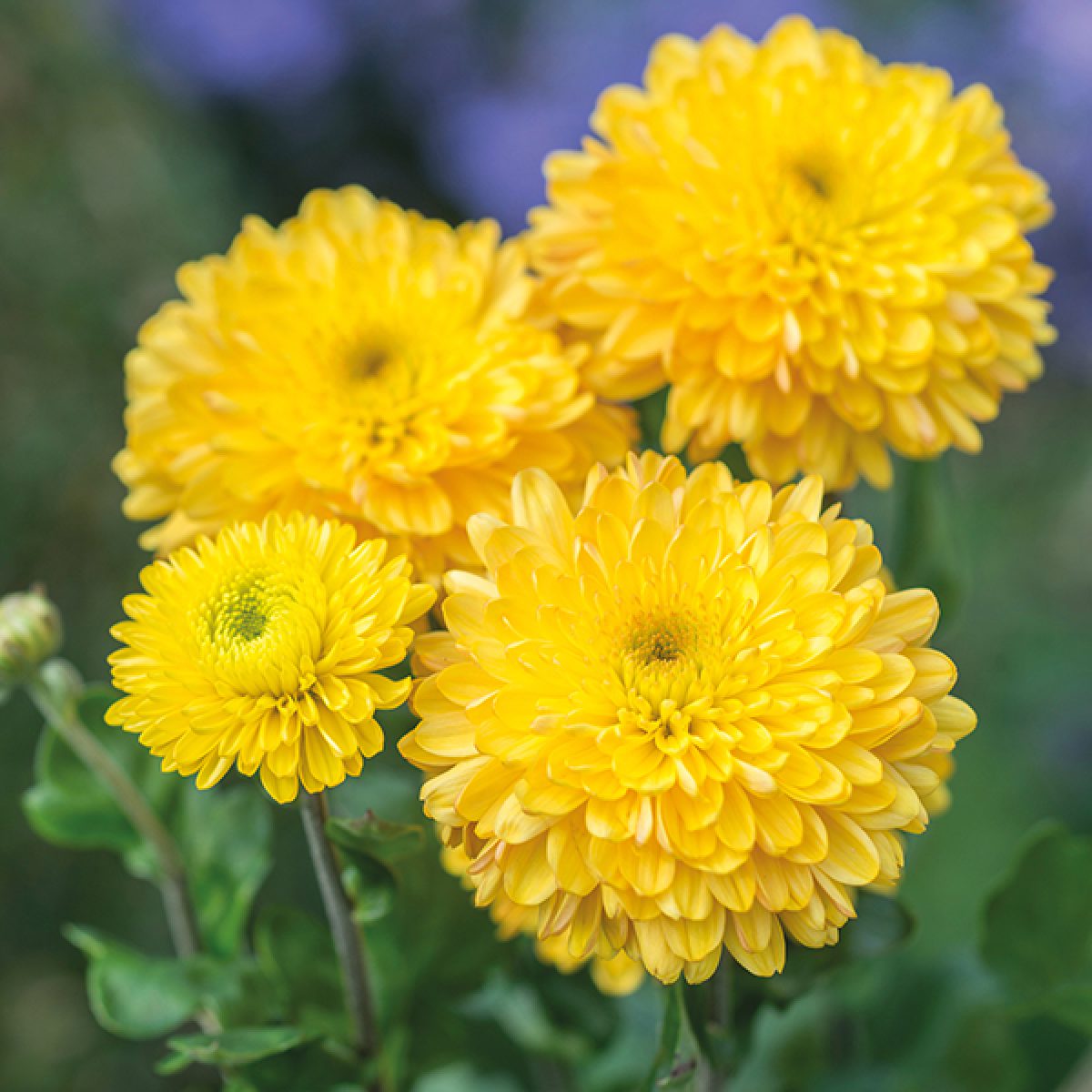 Flores amarelas - Significado e 7 tipos para perfumar o seu jardim! -