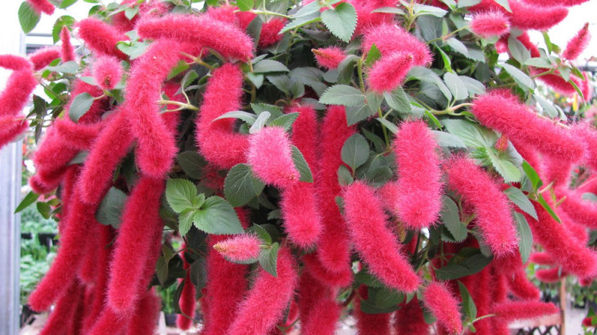 Rabo-de-gato - Características e Cultivo dessa planta exótica - HomeIT