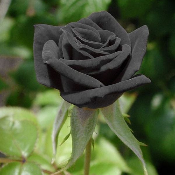 rosa negra