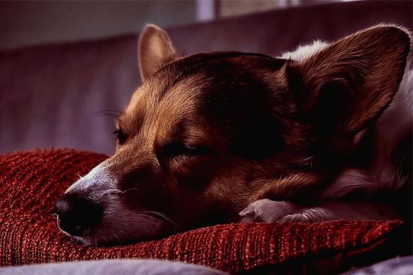 Como acostumar cachorro a dormir sozinho? Aprenda aqui!