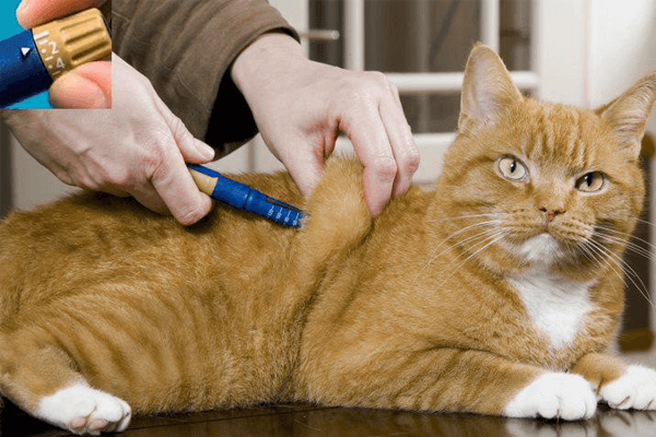 Diabetes em gatos: causas, sintomas, tratamento e mais