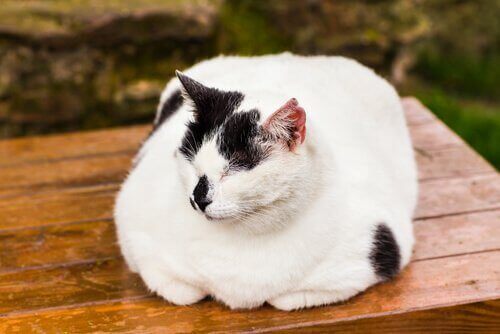 Diabetes em gatos: causas, sintomas, tratamento e mais