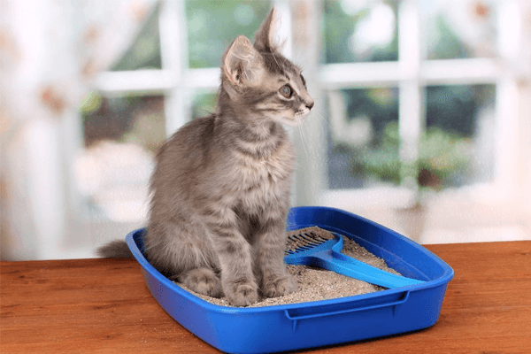 Como fazer seu gato usar a caixinha de areia? Aprenda aqui!