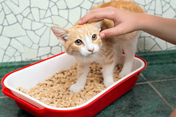 Como fazer seu gato usar a caixinha de areia? Aprenda aqui!