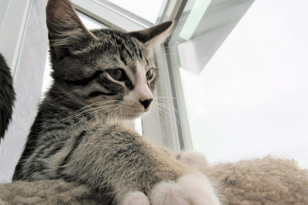 Nomes de Gato Macho: Lista Completa!