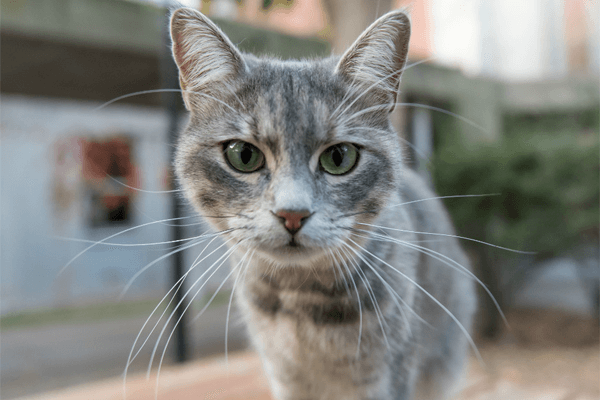 Nomes de Gato Macho: Lista Completa!