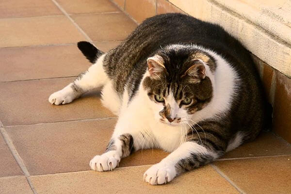 Gatos obesos: Perigos, O que fazer, Tratamento, Dicas de alimentação e mais