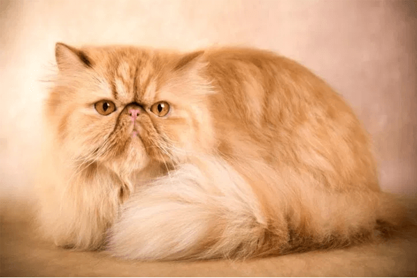 Melhores raças de gato para idosos: Quais são? Como escolher?