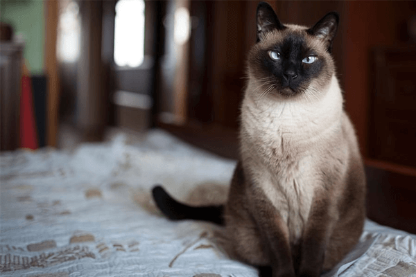 Gato Siamês: história, cuidados, temperamento, características e mais!