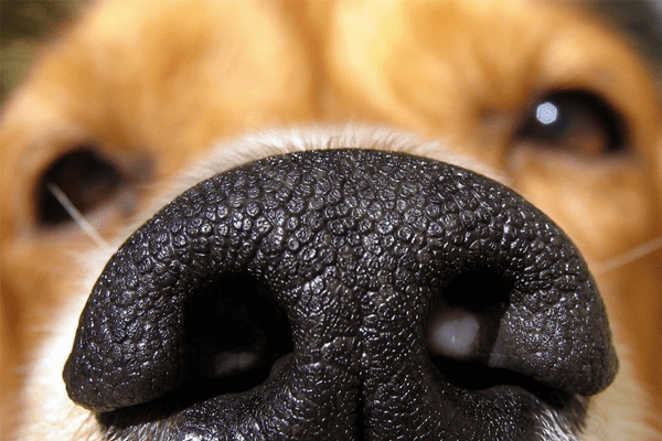 Por que o nariz do cachorro é gelado? Entenda aqui!