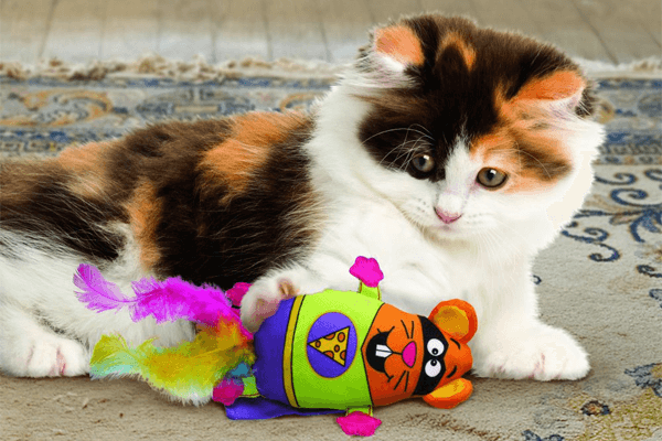 6 brinquedos para gatos: os melhores e mais usados!