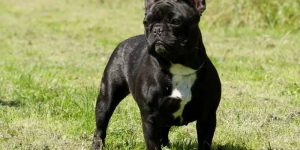 bulldog francês preto