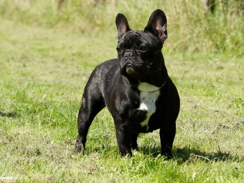 bulldog francês preto
