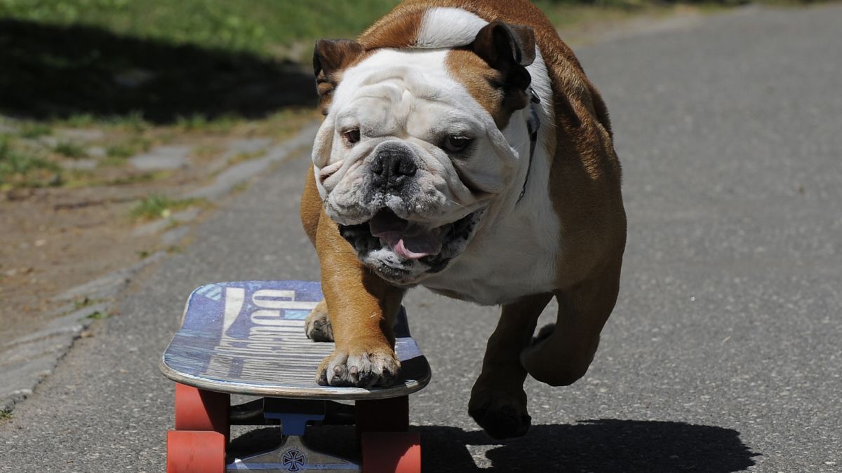 bulldog inglês andando de skate