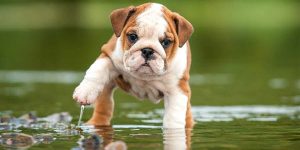 bulldog inglês andando na água