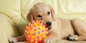 Cachorro mordendo uma bola de brinquedo