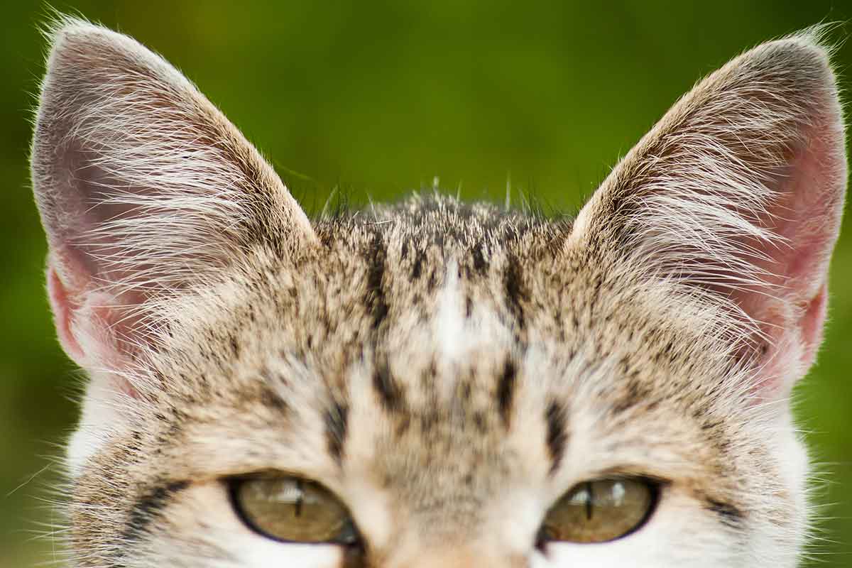orelhas de gato em foco